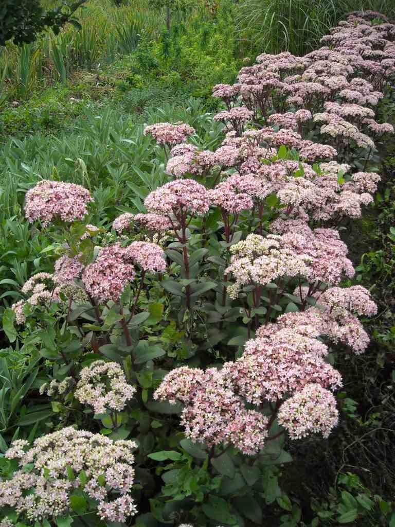 G283 Sedum Telephium 'matrona' - View 9 from www redcrocus com