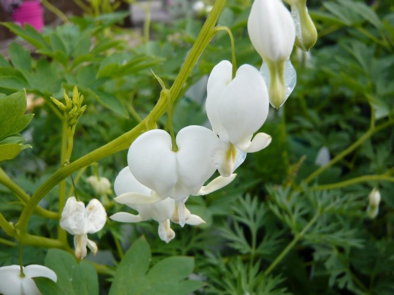 G299 Dicentra Spectabilis Alba - View 10 from www redcrocus com