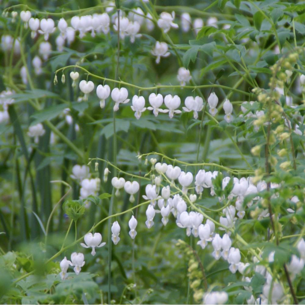 G299 Dicentra Spectabilis Alba - View 11 from www redcrocus com