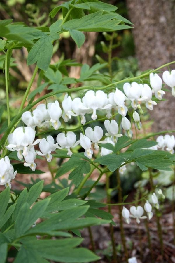 G299 Dicentra Spectabilis Alba - View 12 from www redcrocus com