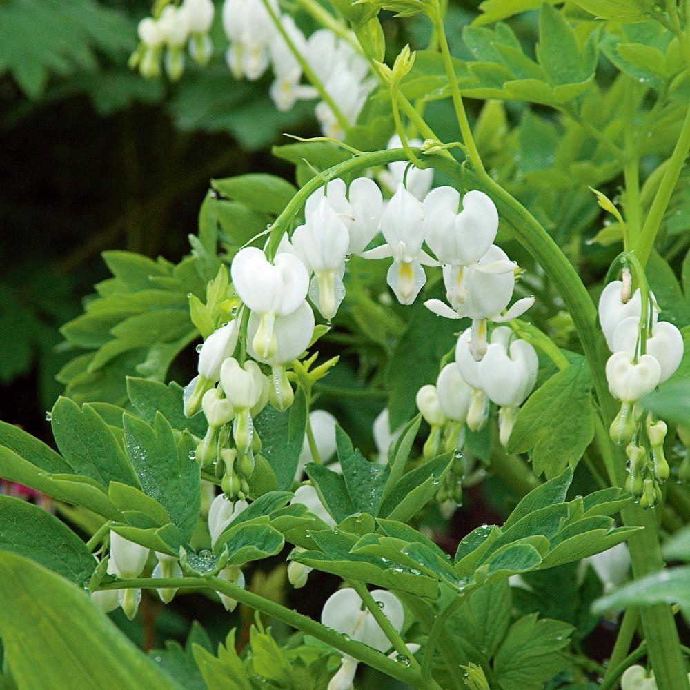 G299 Dicentra Spectabilis Alba - View 13 from www redcrocus com