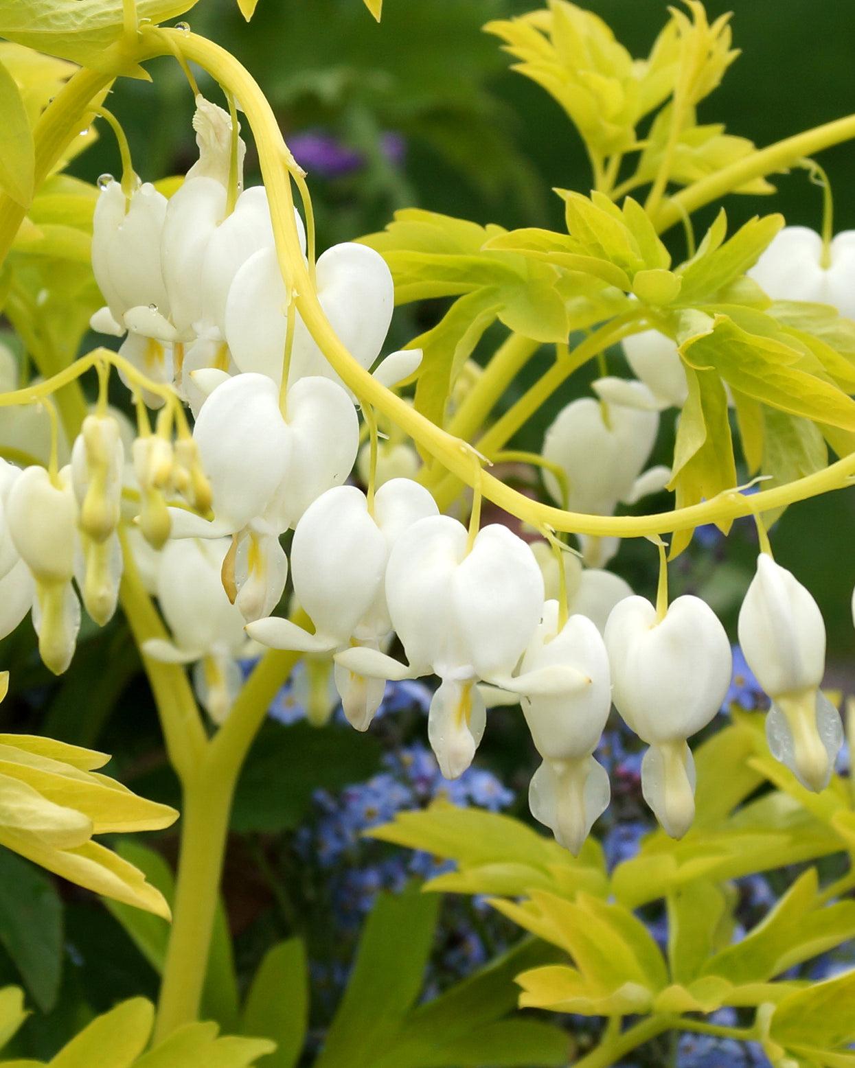 G299 Dicentra Spectabilis Alba - View 14 from www redcrocus com