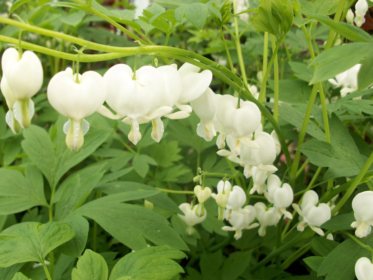G299 Dicentra Spectabilis Alba - View 15 from www redcrocus com