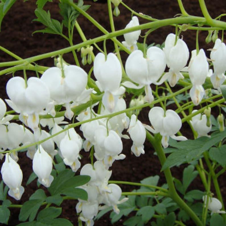 G299 Dicentra Spectabilis Alba - View 16 from www redcrocus com