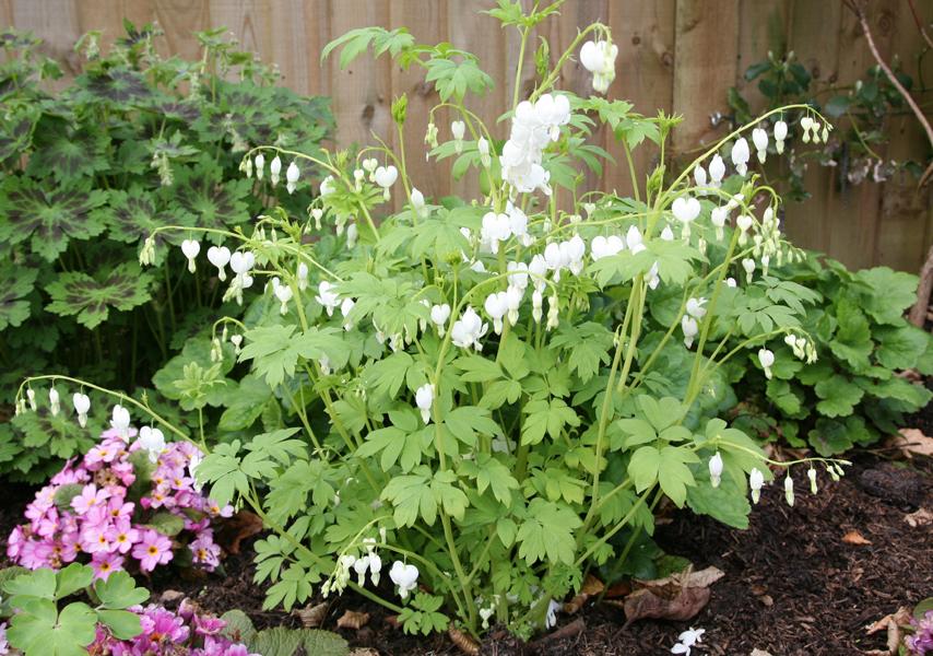G299 Dicentra Spectabilis Alba - View 17 from www redcrocus com