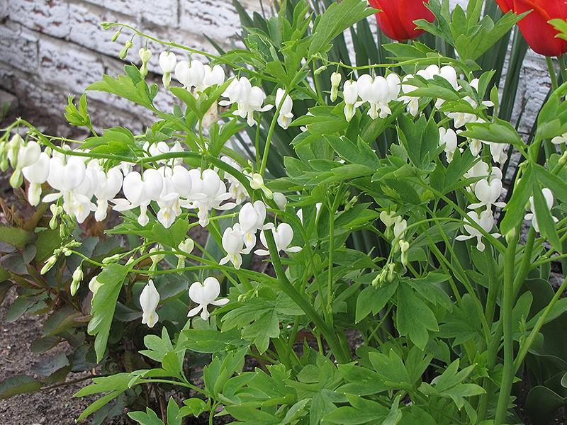 G299 Dicentra Spectabilis Alba - View 18 from www redcrocus com