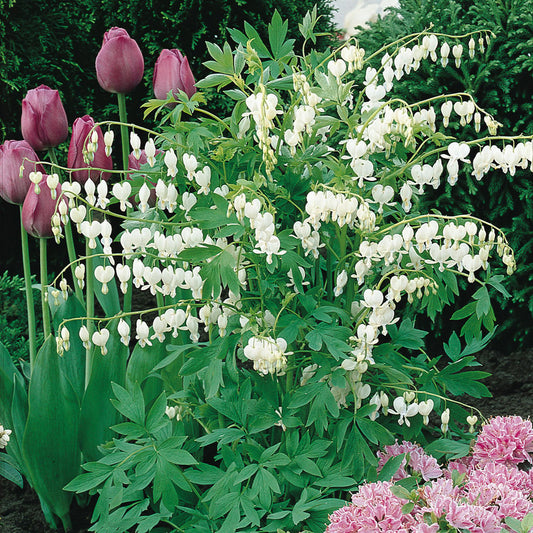 G299 Dicentra Spectabilis Alba - View 1 from www redcrocus com