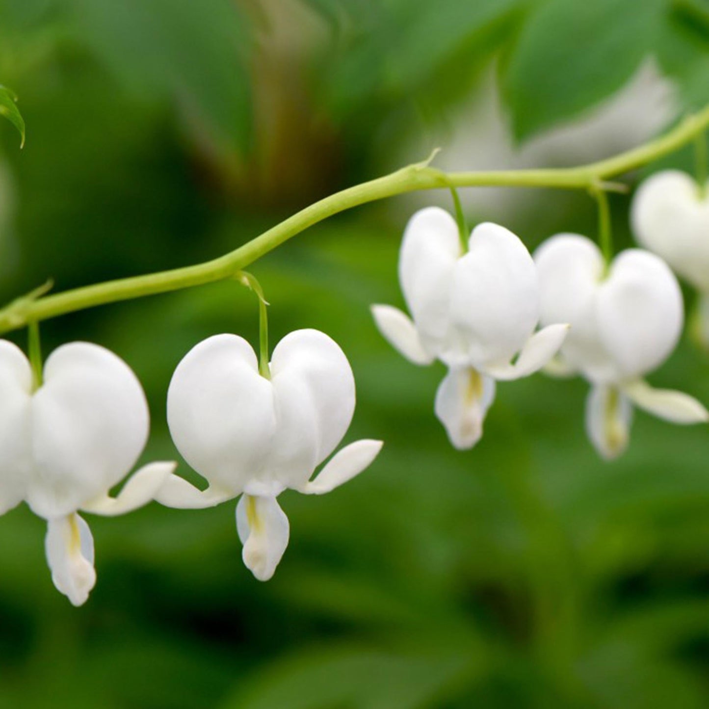G299 Dicentra Spectabilis Alba - View 20 from www redcrocus com