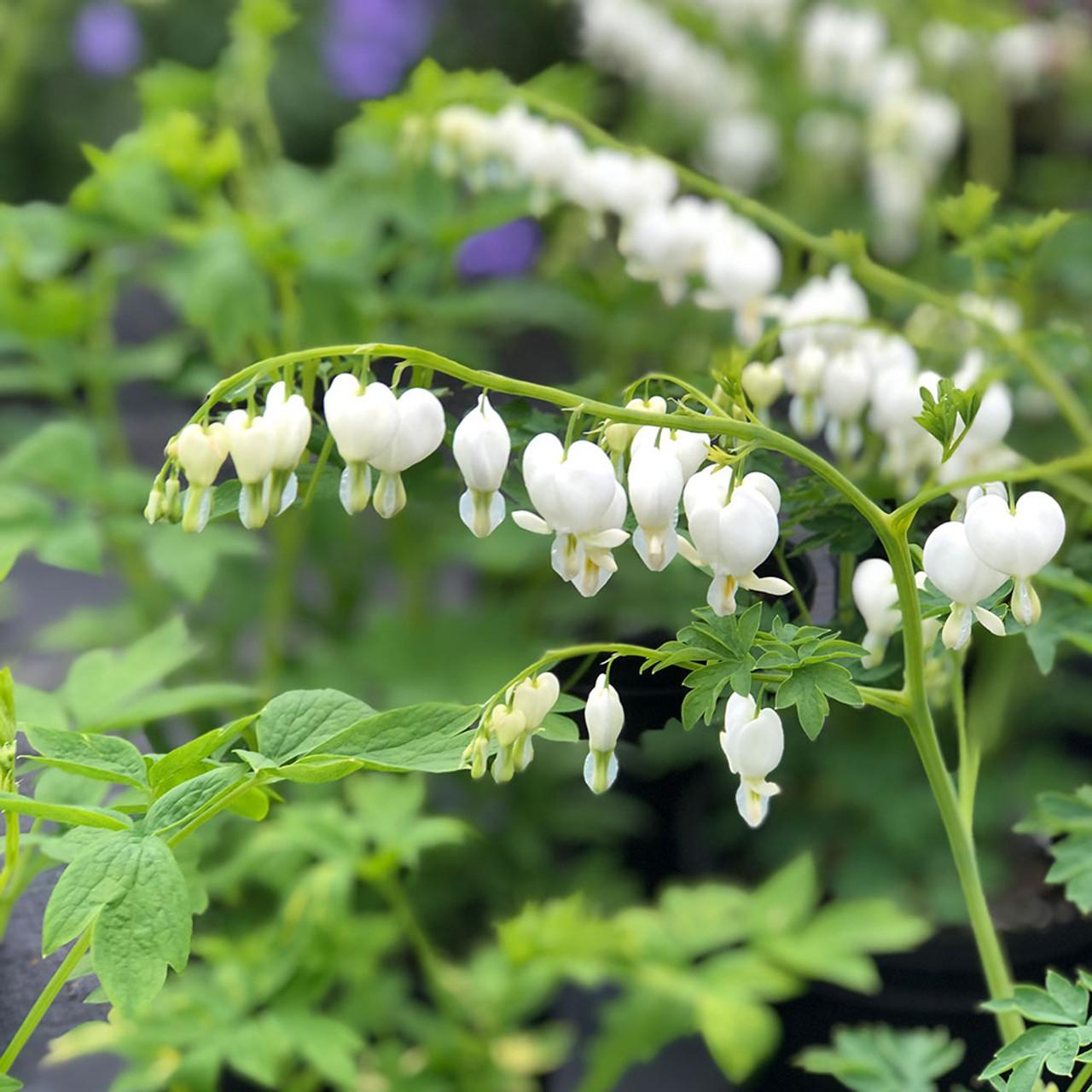 G299 Dicentra Spectabilis Alba - View 2 from www redcrocus com