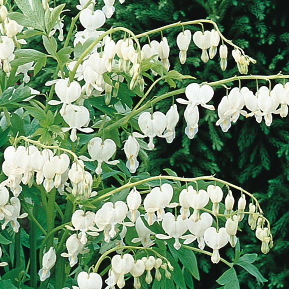 G299 Dicentra Spectabilis Alba - View 3 from www redcrocus com