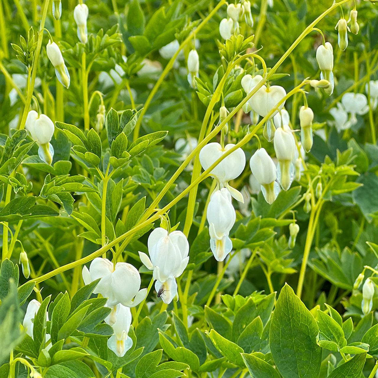 G299 Dicentra Spectabilis Alba - View 4 from www redcrocus com