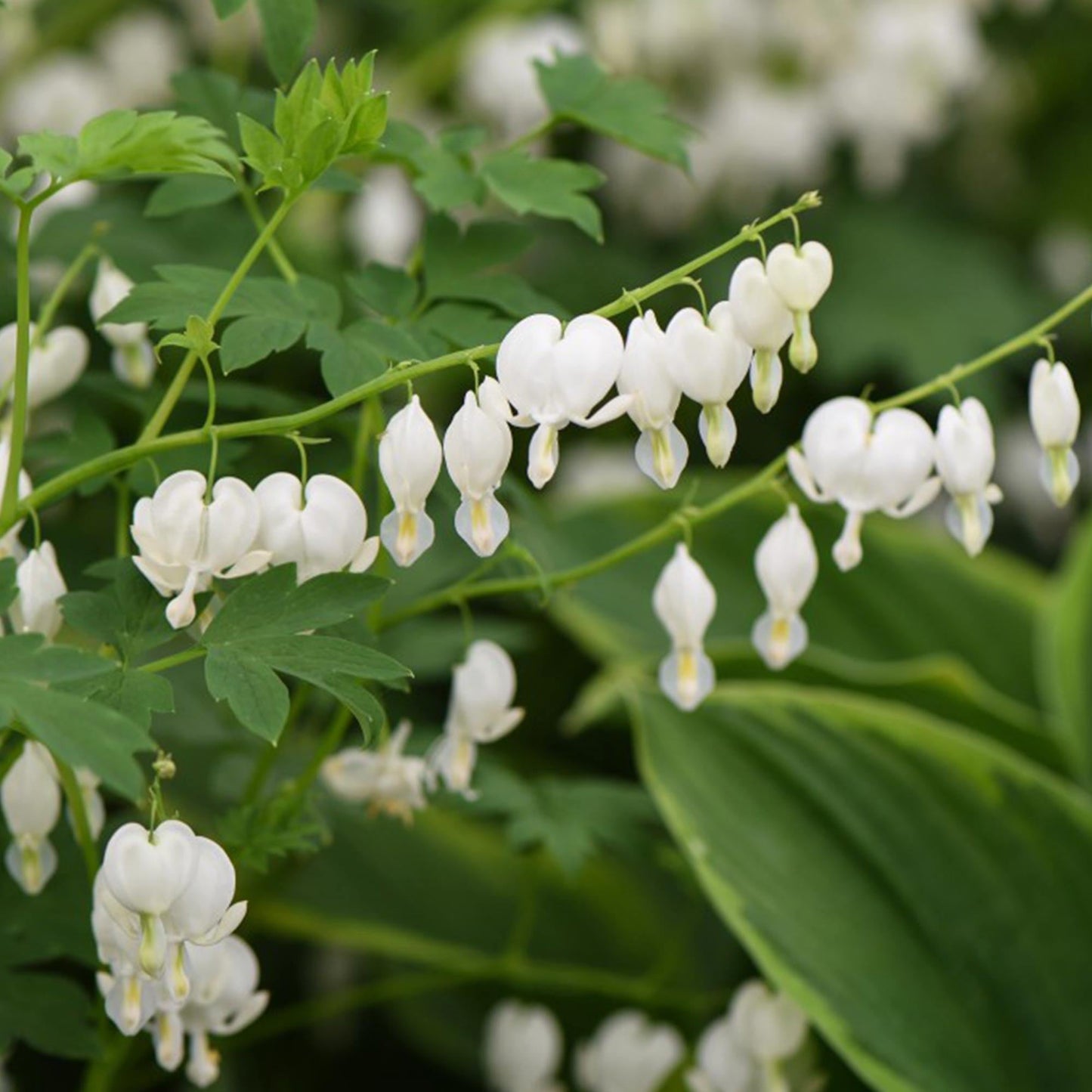 G299 Dicentra Spectabilis Alba - View 5 from www redcrocus com