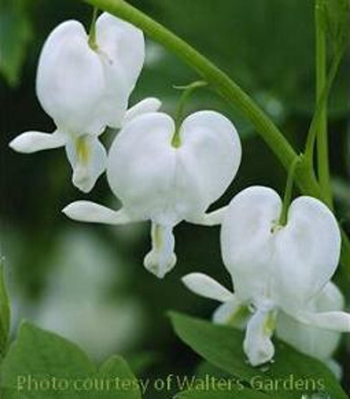 G299 Dicentra Spectabilis Alba - View 6 from www redcrocus com