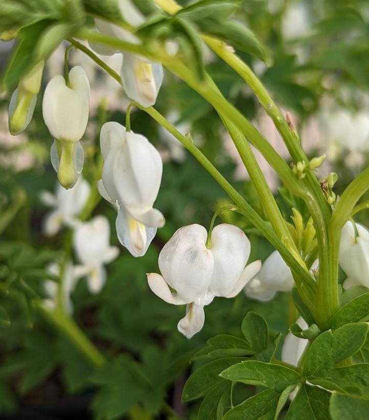 G299 Dicentra Spectabilis Alba - View 9 from www redcrocus com