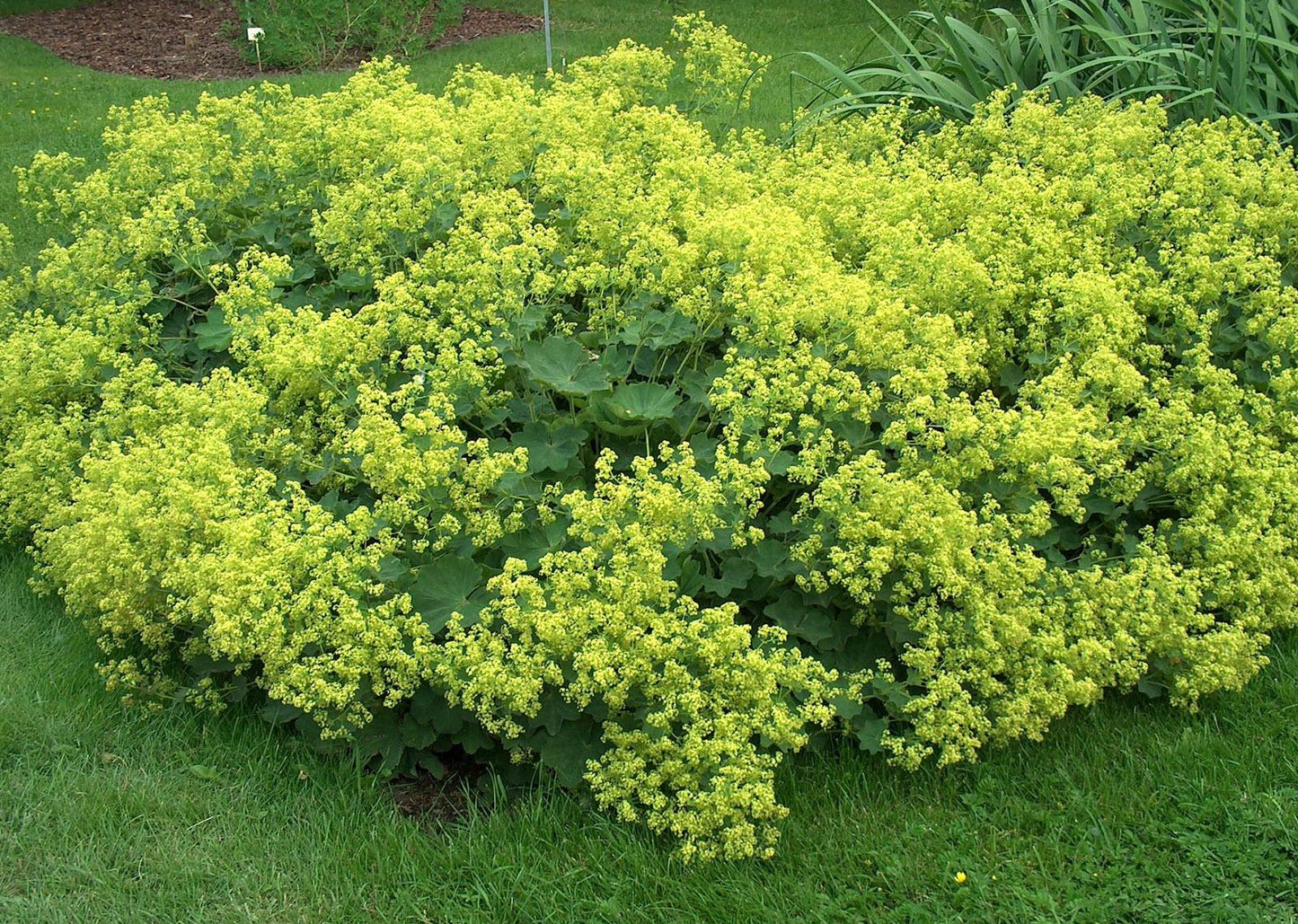 G308 Alchemilla Mollis - View 11 from www redcrocus com