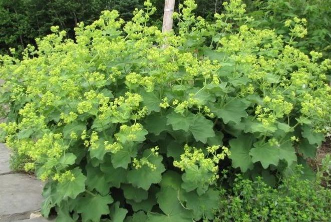 G308 Alchemilla Mollis - View 12 from www redcrocus com