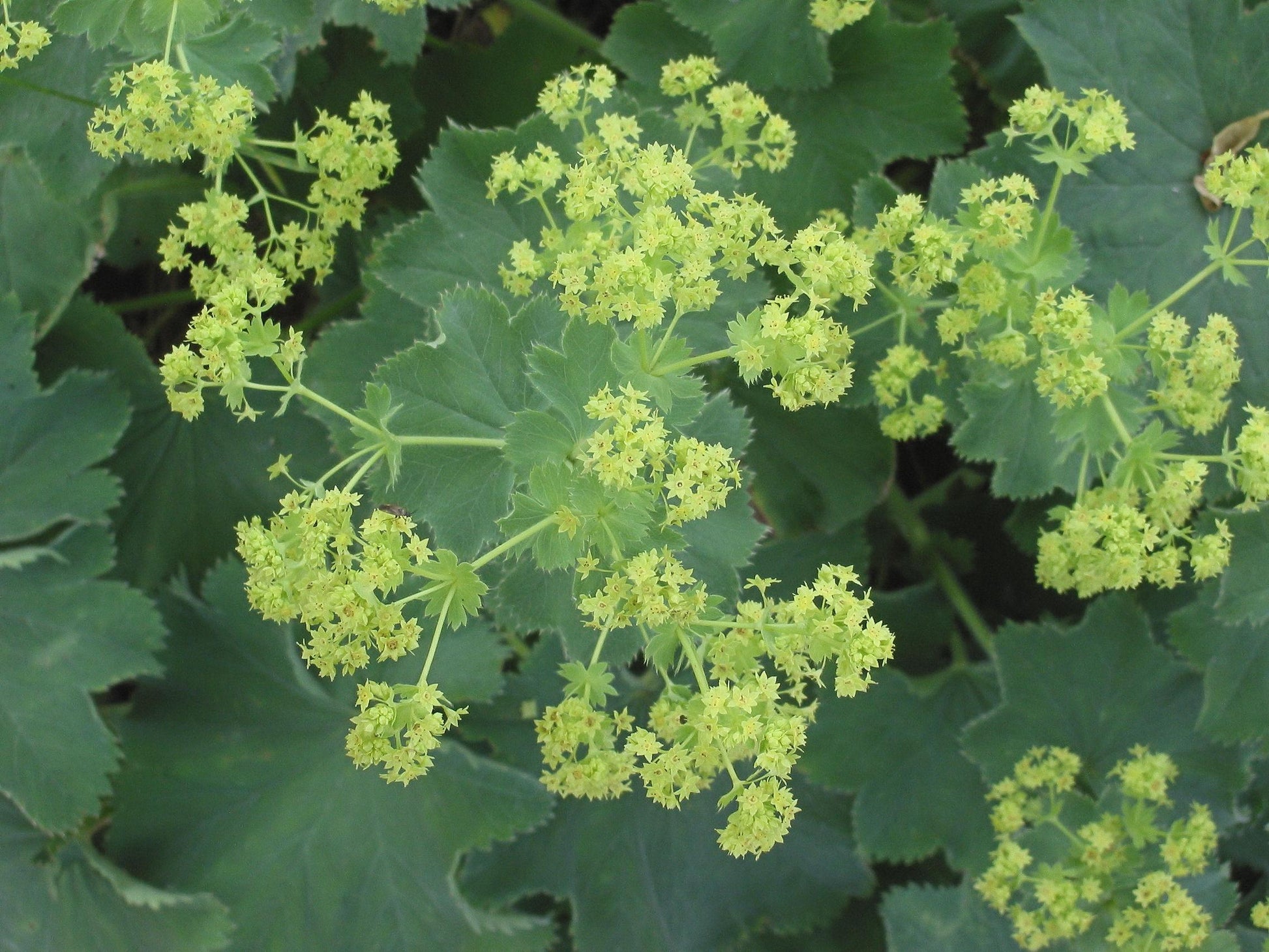 G308 Alchemilla Mollis - View 14 from www redcrocus com
