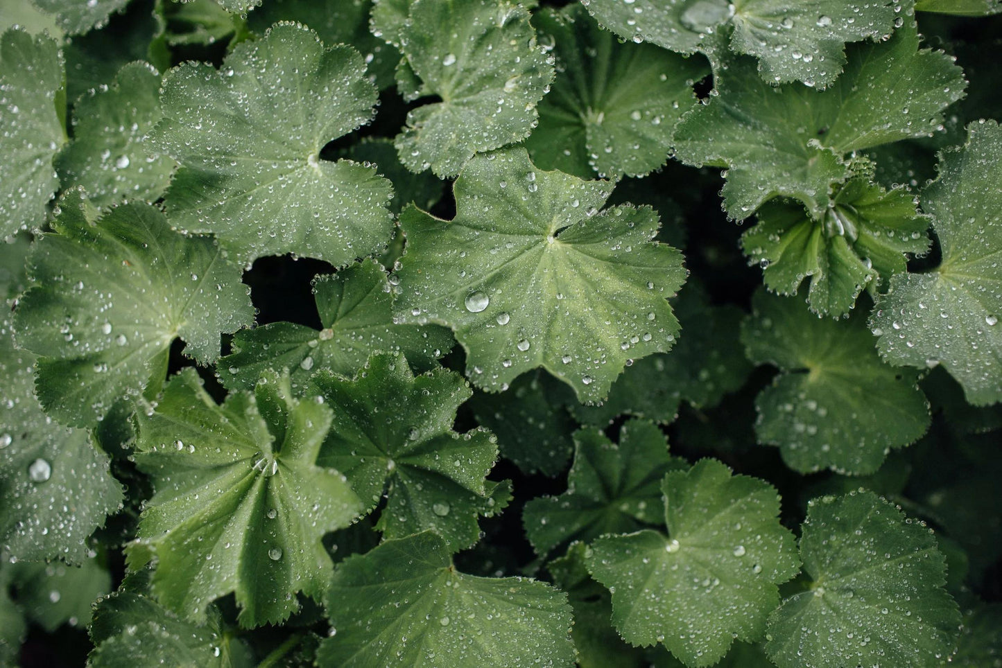 G308 Alchemilla Mollis - View 15 from www redcrocus com