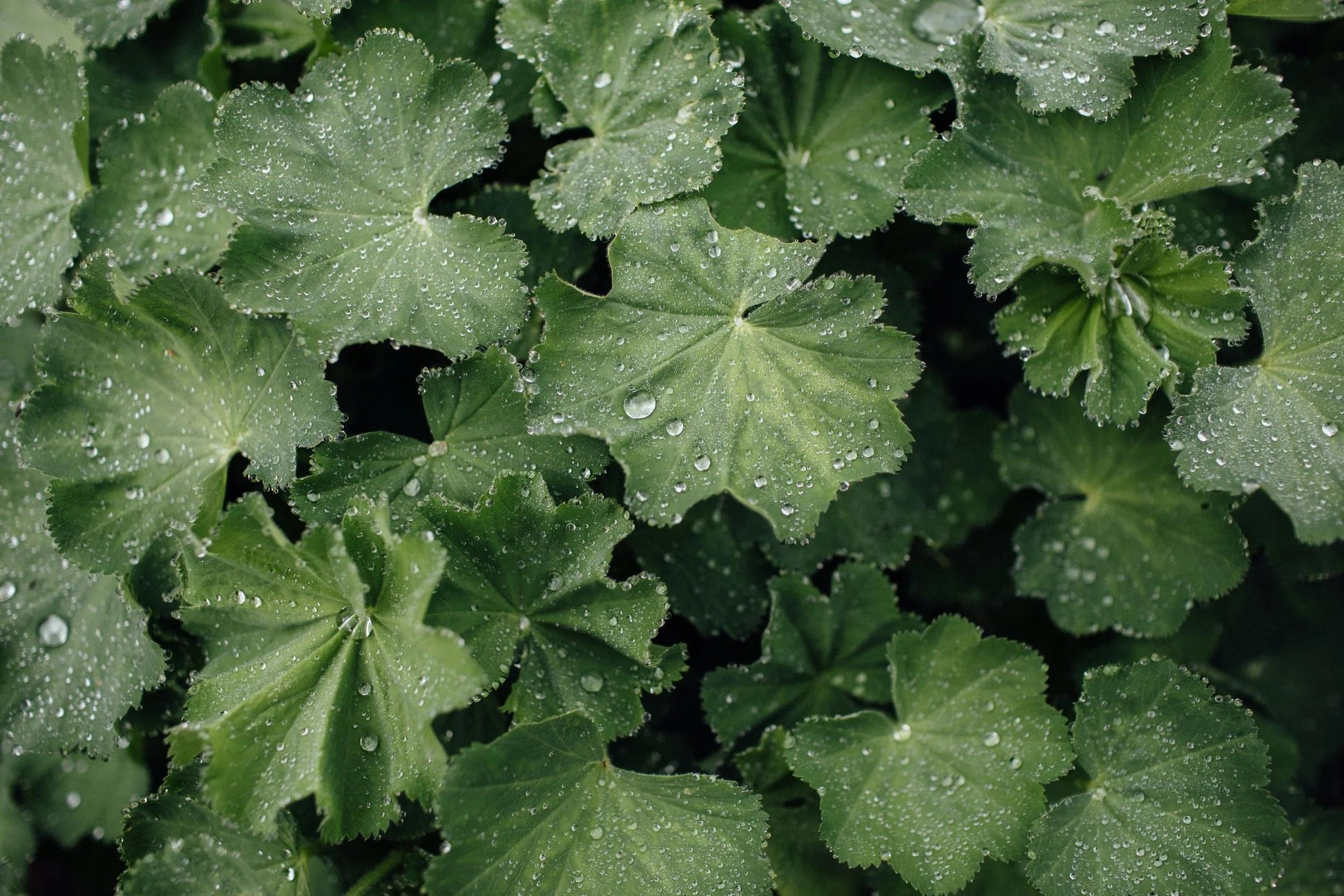 G308 Alchemilla Mollis - View 15 from www redcrocus com