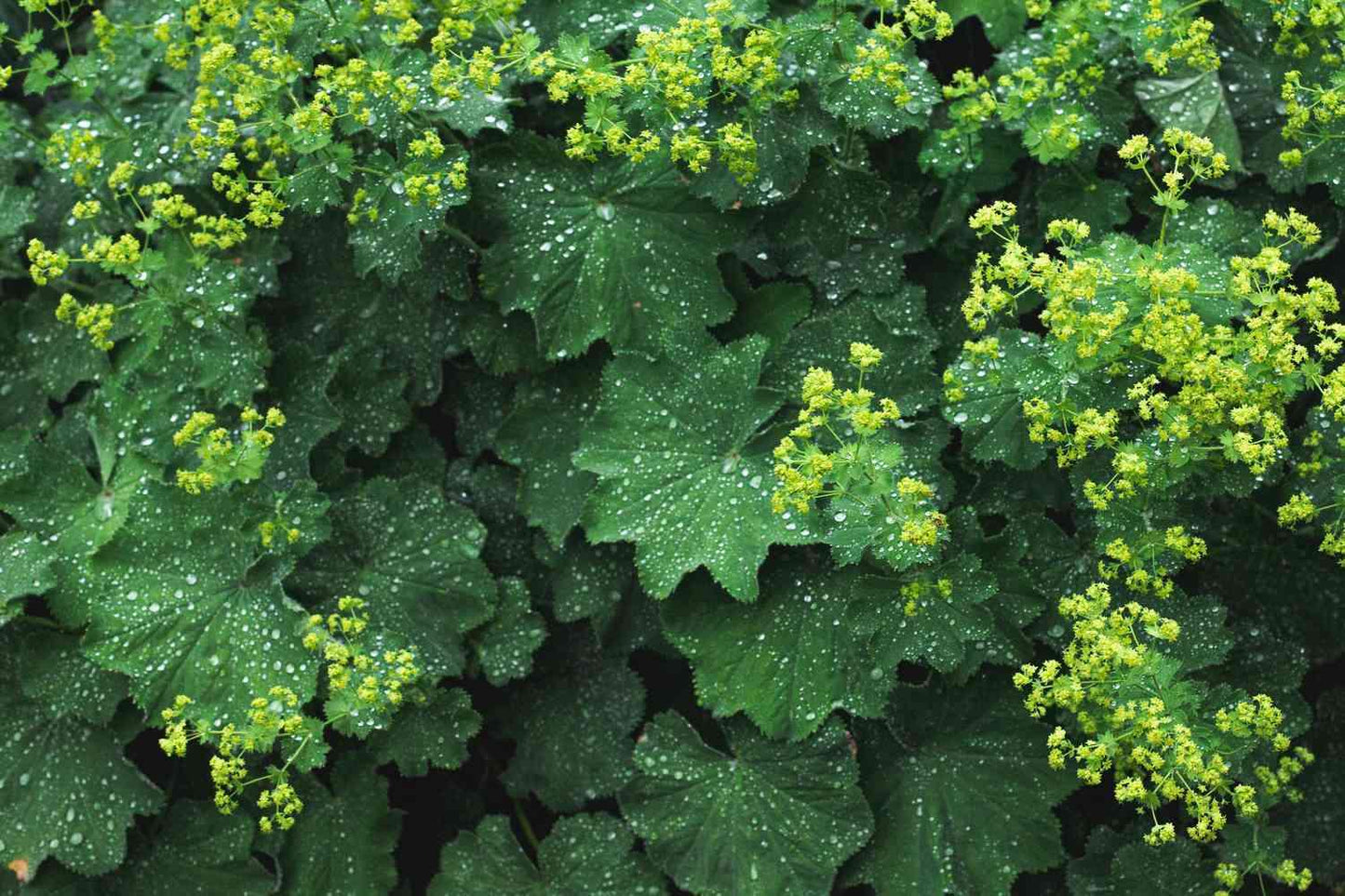 G308 Alchemilla Mollis - View 16 from www redcrocus com