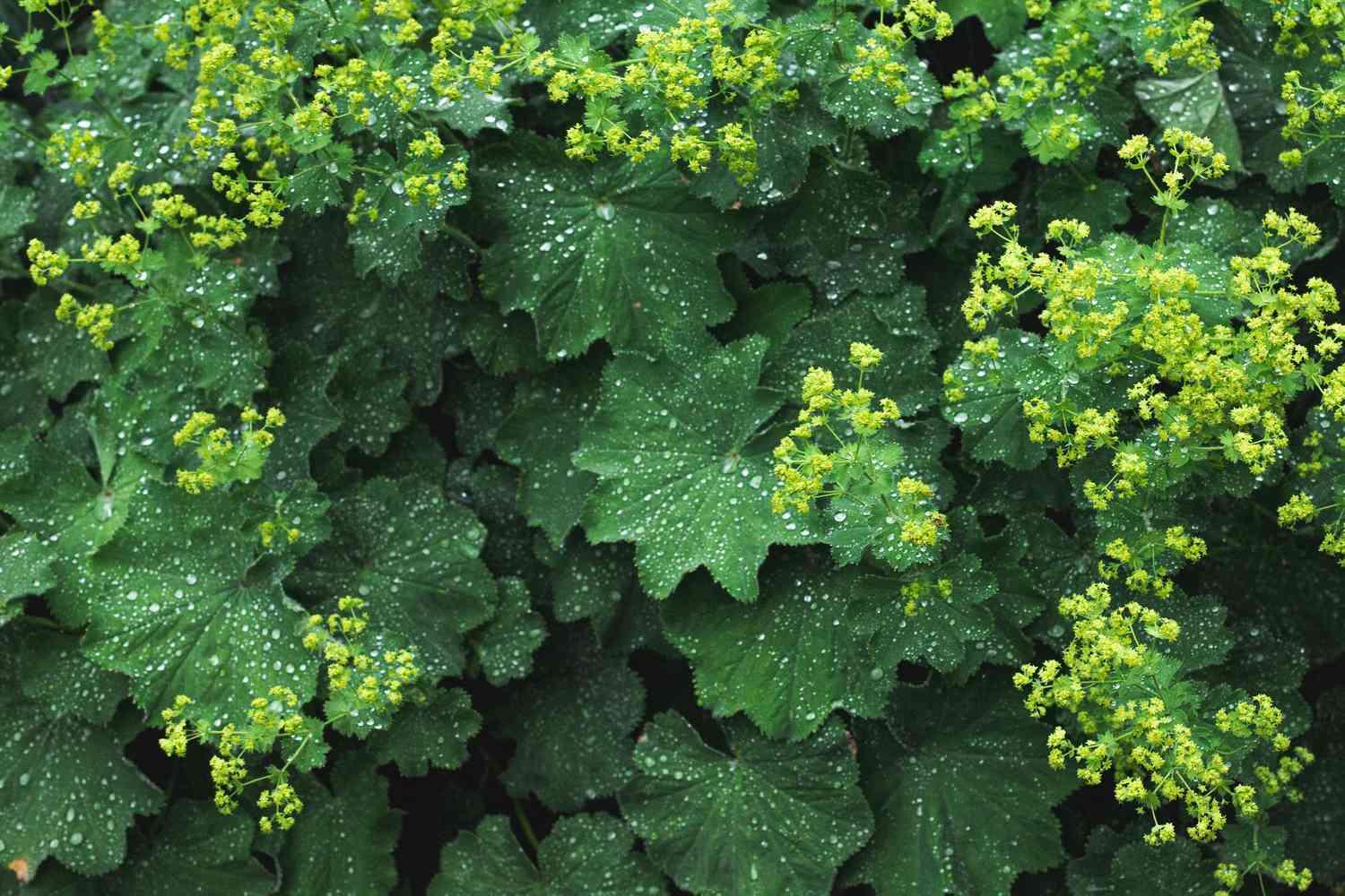 G308 Alchemilla Mollis - View 16 from www redcrocus com