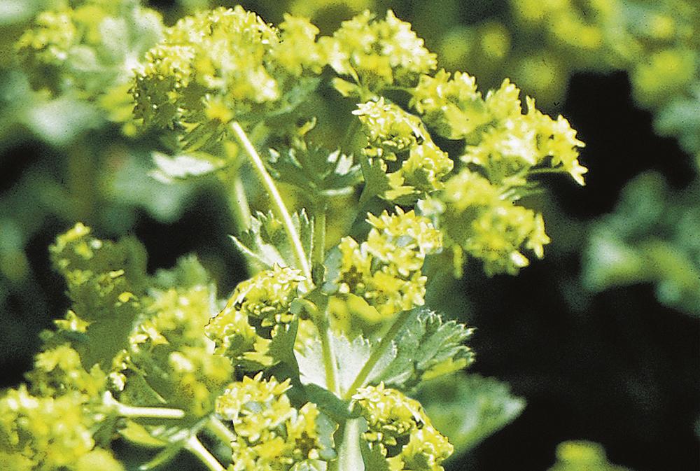 G308 Alchemilla Mollis - View 17 from www redcrocus com