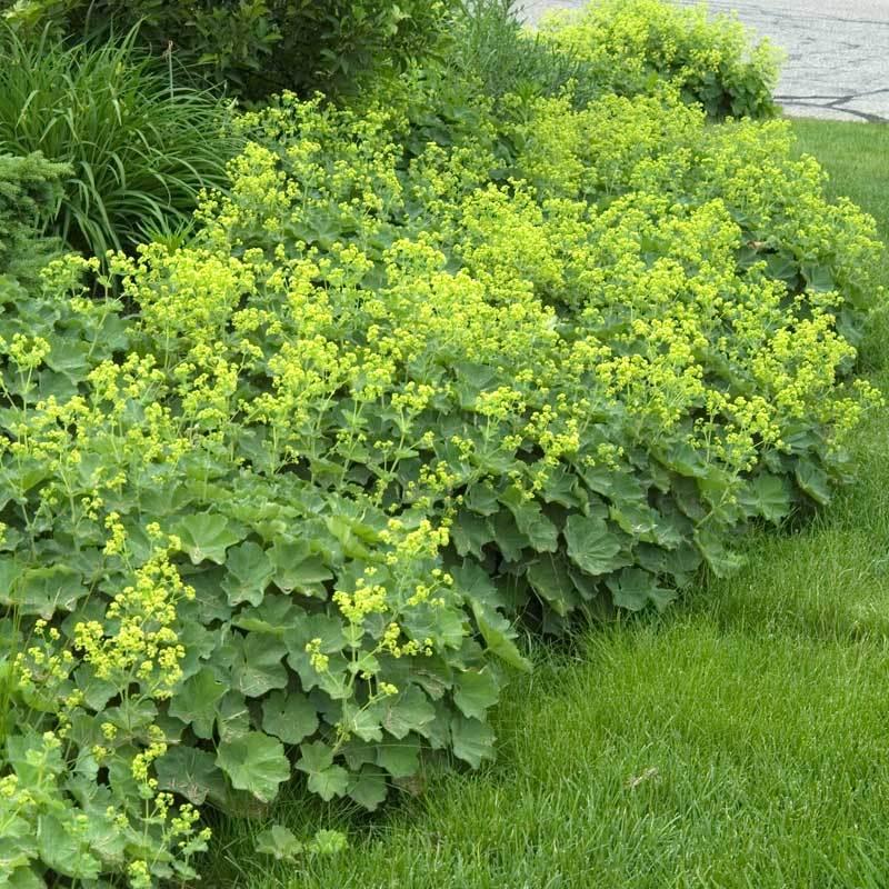 G308 Alchemilla Mollis - View 18 from www redcrocus com