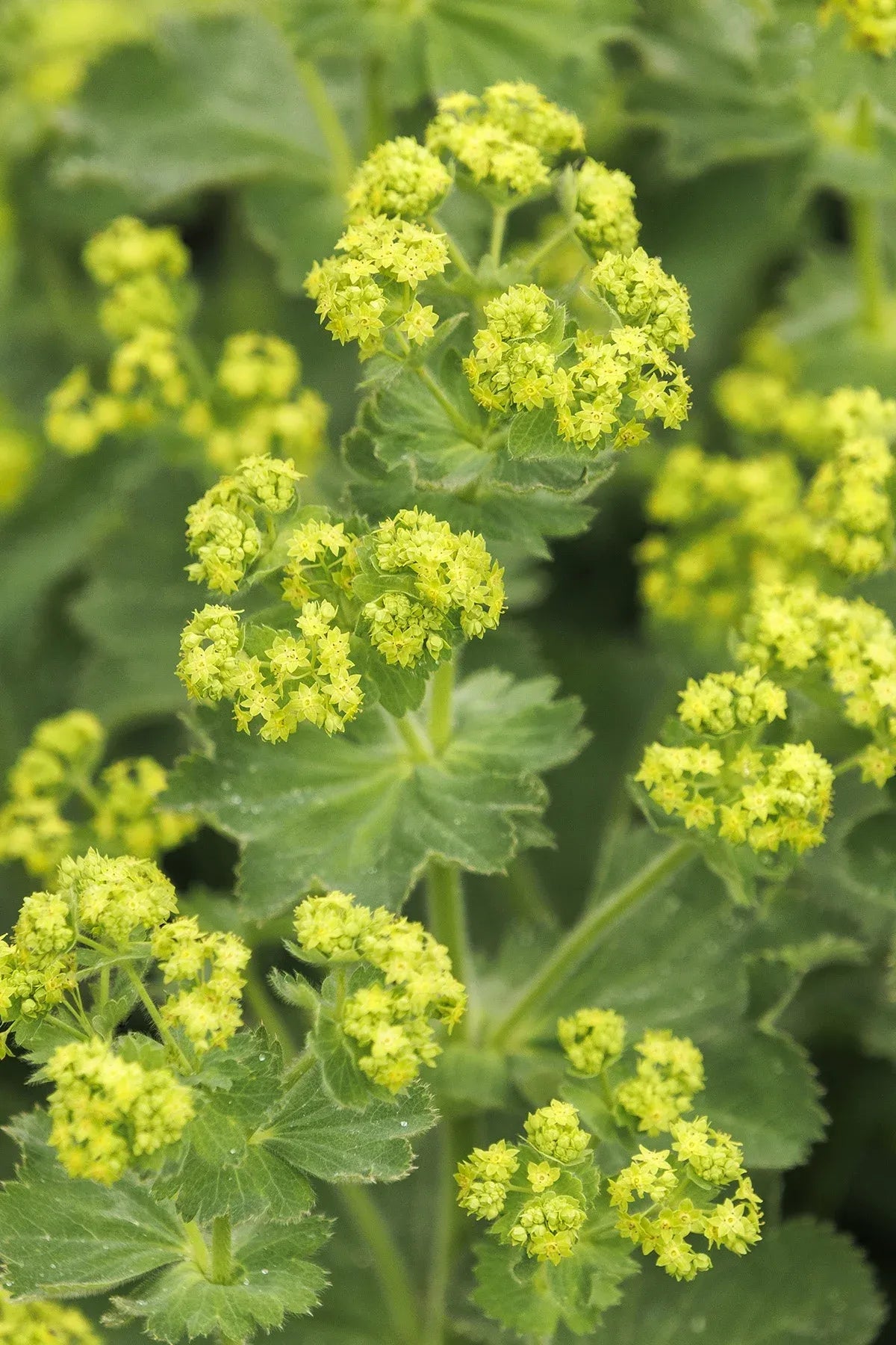 G308 Alchemilla Mollis - View 20 from www redcrocus com