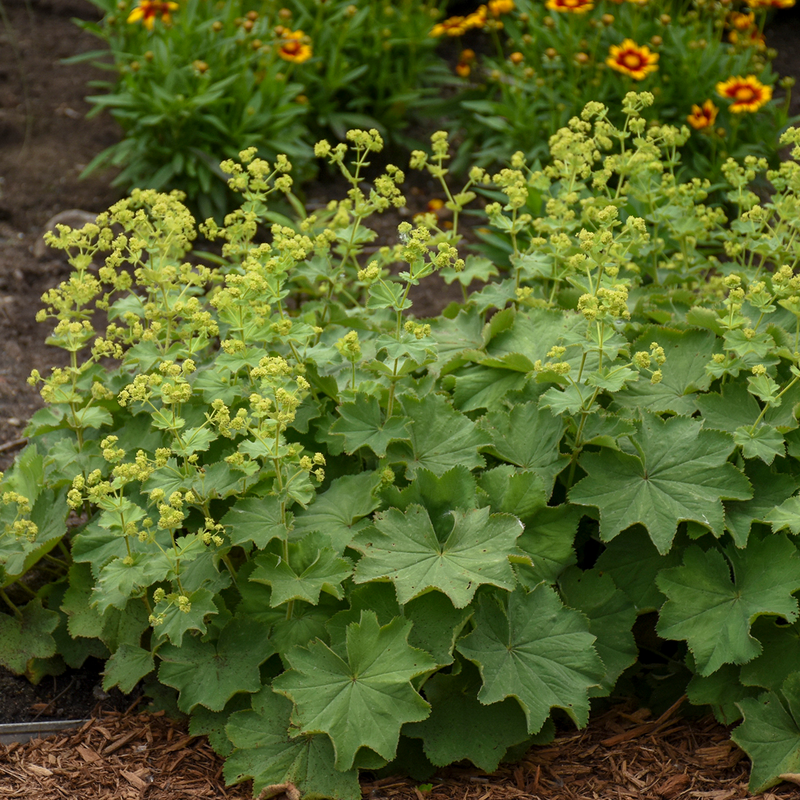 G308 Alchemilla Mollis - View 21 from www redcrocus com