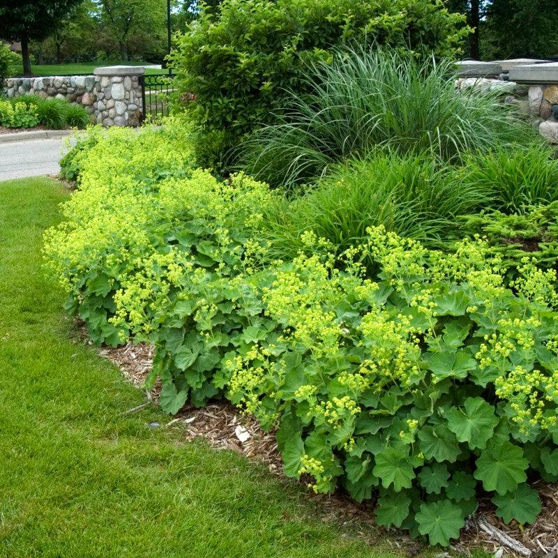 G308 Alchemilla Mollis - View 22 from www redcrocus com