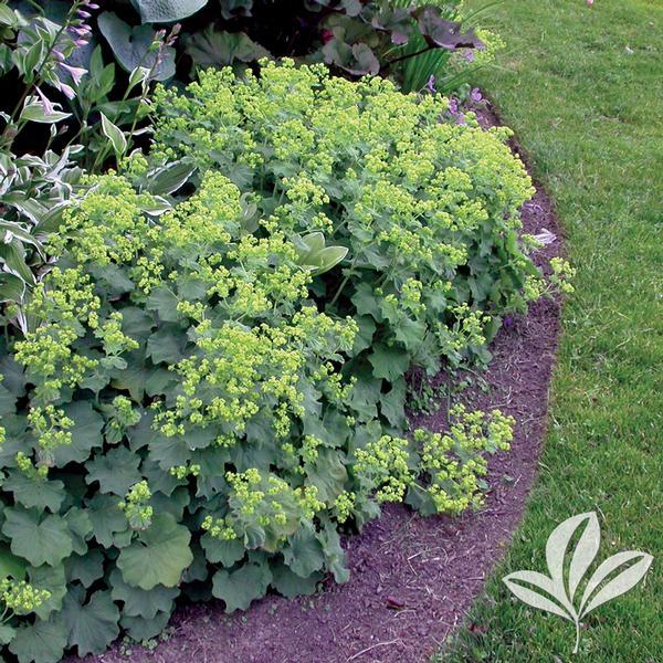 G308 Alchemilla Mollis - View 23 from www redcrocus com