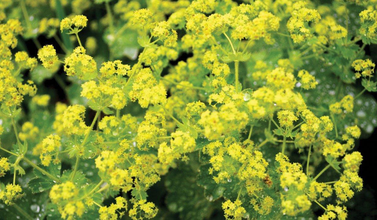 G308 Alchemilla Mollis - View 25 from www redcrocus com