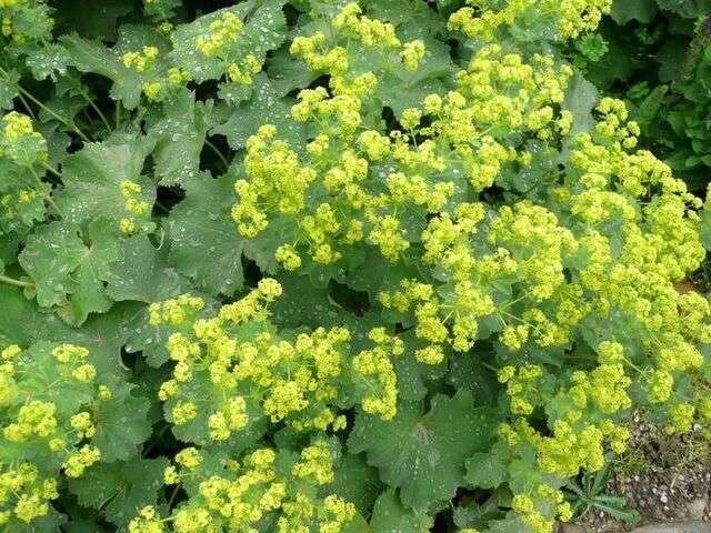 G308 Alchemilla Mollis - View 28 from www redcrocus com