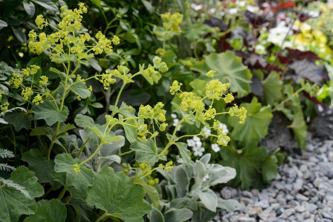 G308 Alchemilla Mollis - View 29 from www redcrocus com