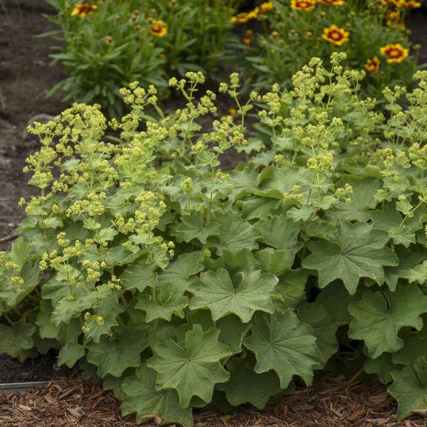 G308 Alchemilla Mollis - View 2 from www redcrocus com