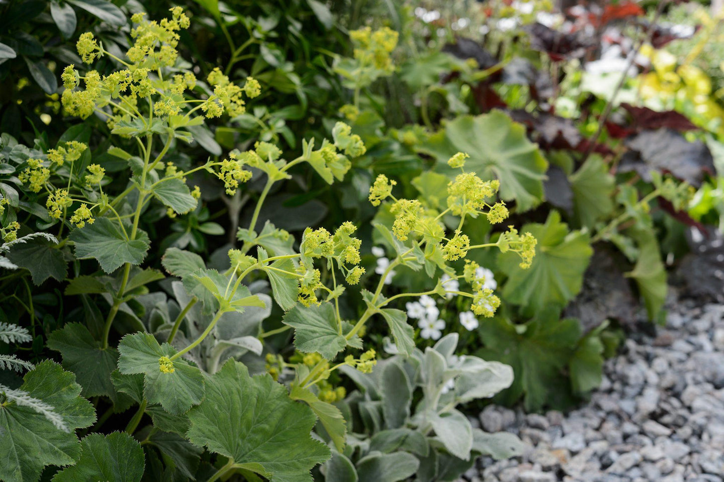 G308 Alchemilla Mollis - View 30 from www redcrocus com