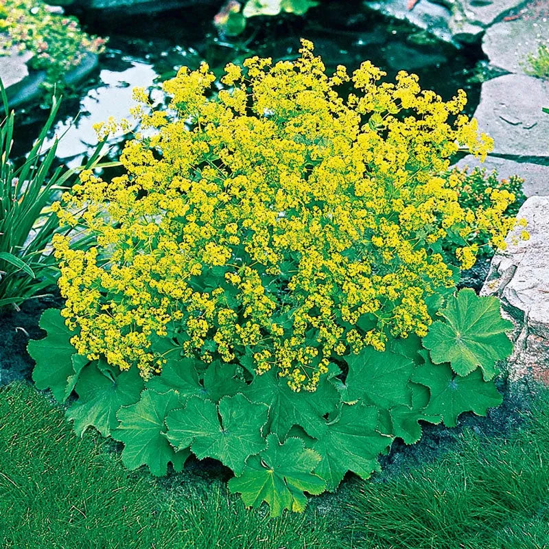 G308 Alchemilla Mollis - View 31 from www redcrocus com