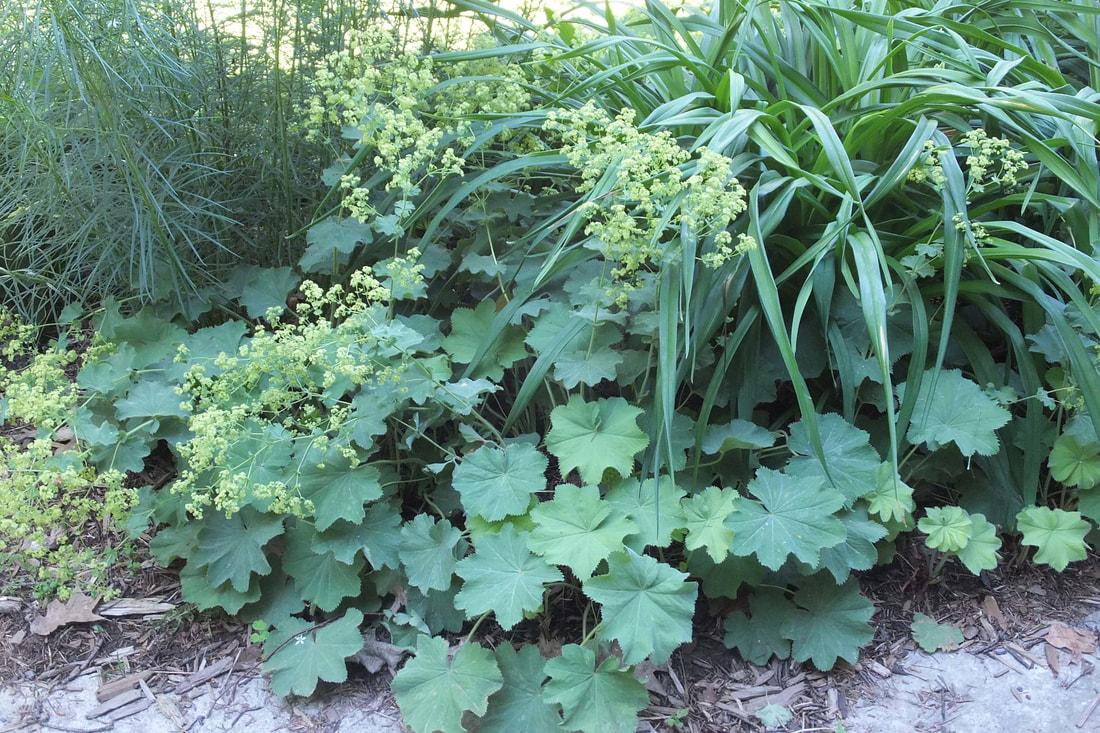 G308 Alchemilla Mollis - View 32 from www redcrocus com