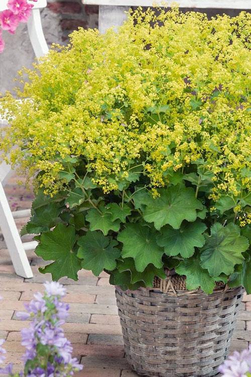 G308 Alchemilla Mollis - View 33 from www redcrocus com