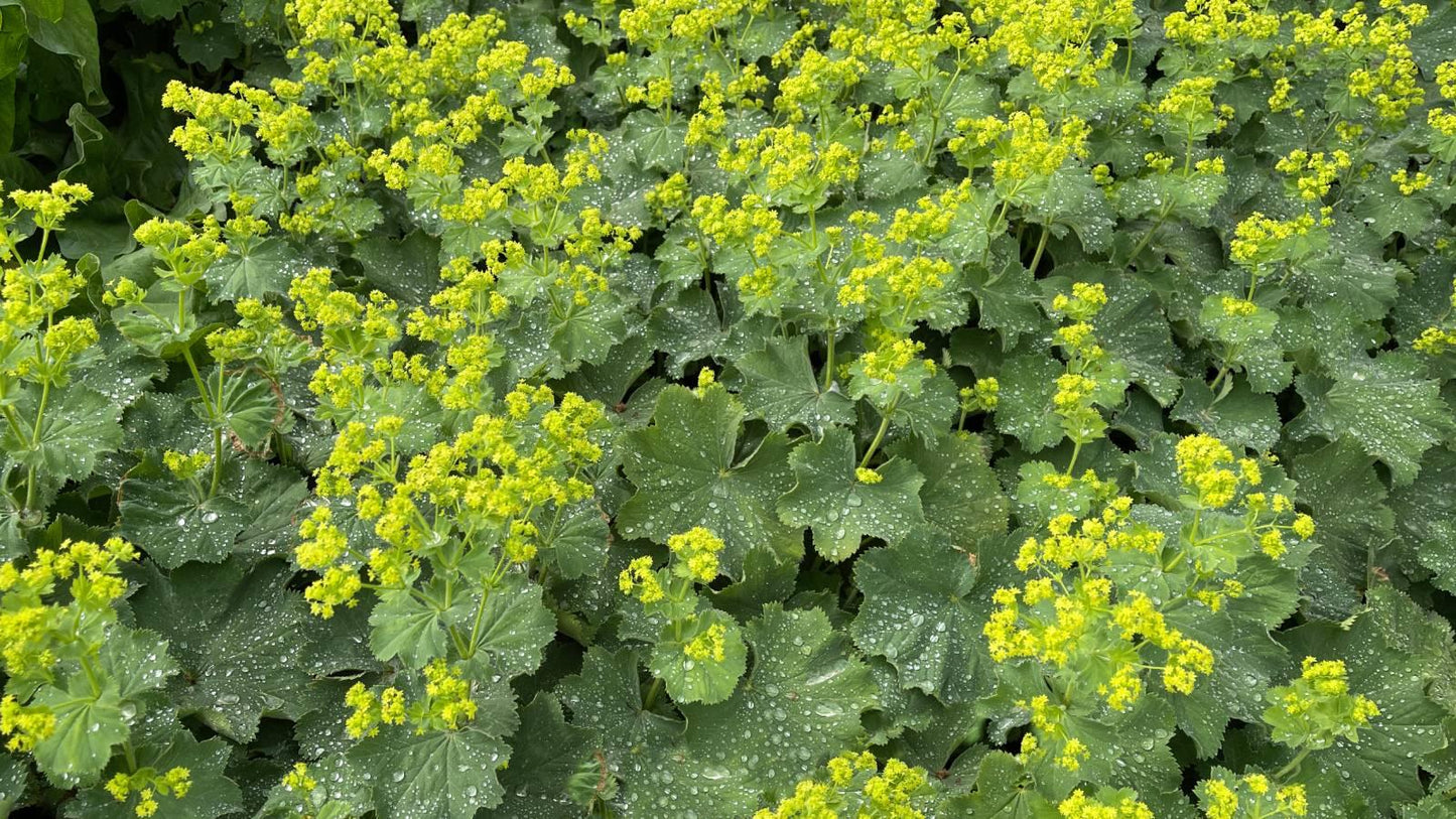 G308 Alchemilla Mollis - View 34 from www redcrocus com