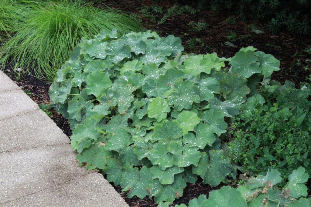 G308 Alchemilla Mollis - View 35 from www redcrocus com