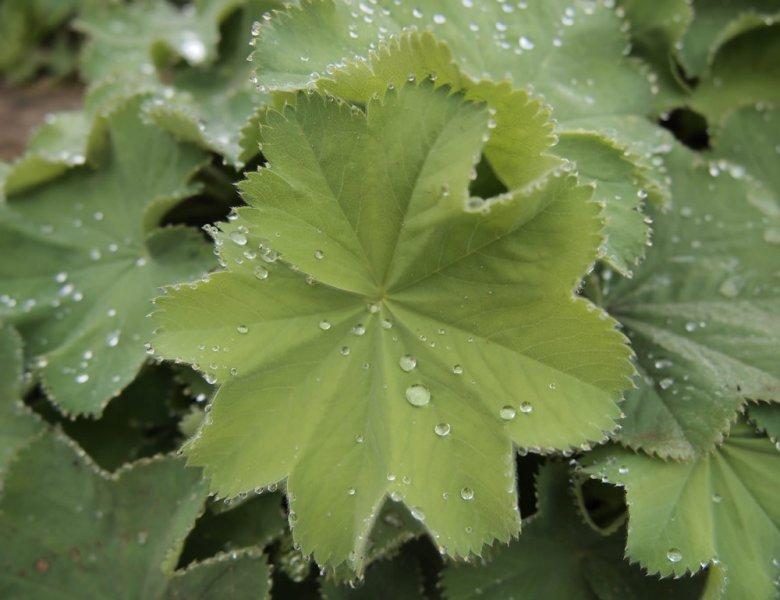 G308 Alchemilla Mollis - View 36 from www redcrocus com