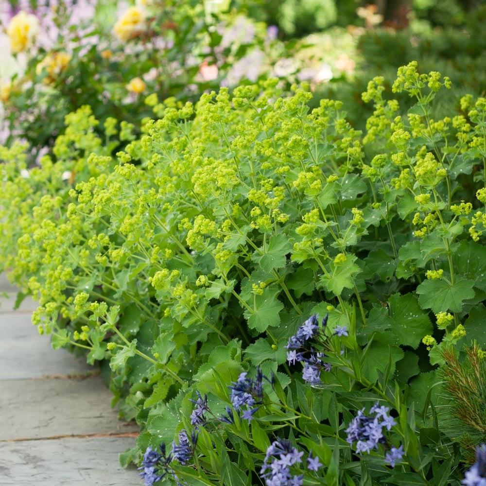 G308 Alchemilla Mollis - View 38 from www redcrocus com