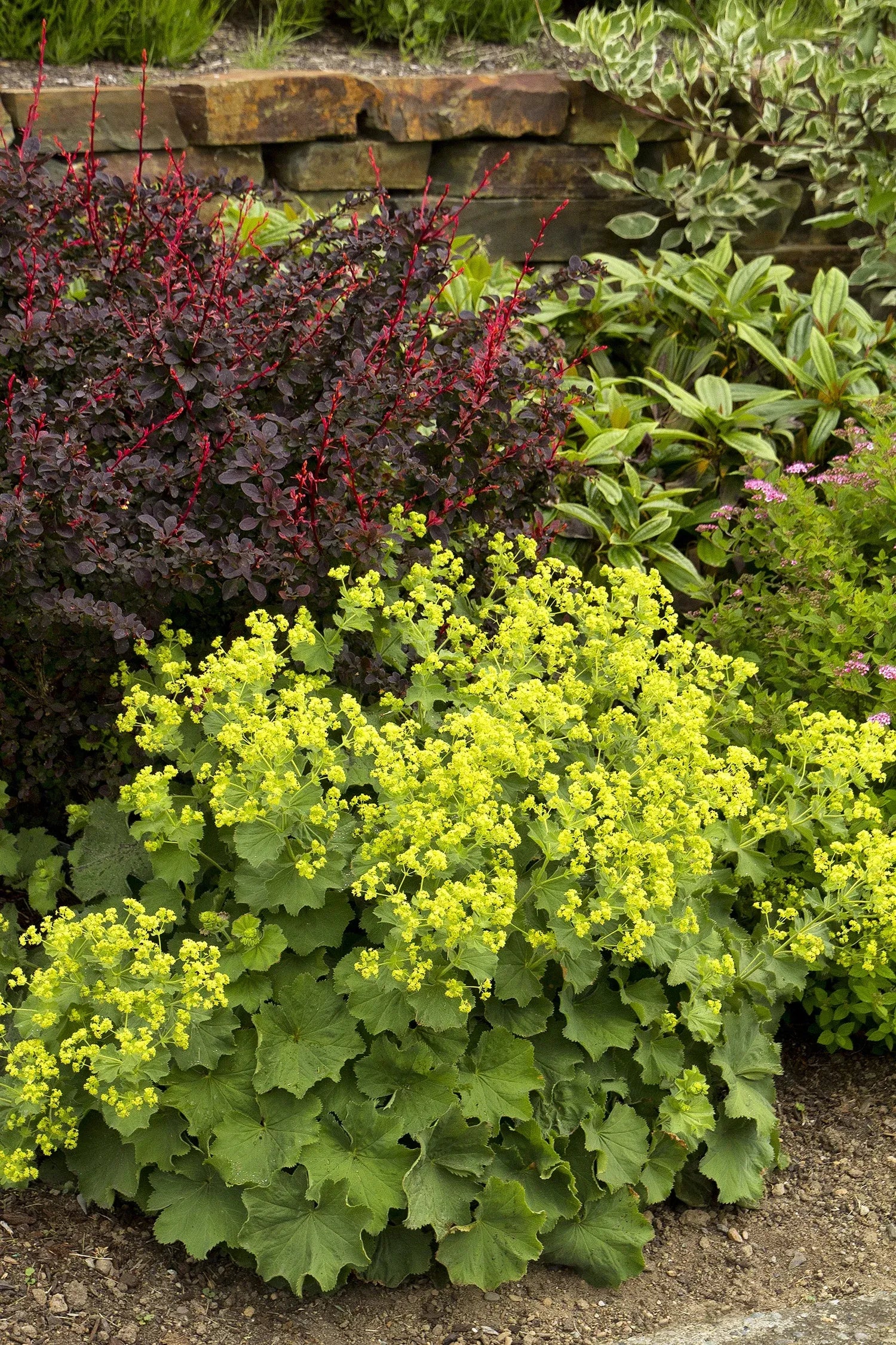 G308 Alchemilla Mollis - View 3 from www redcrocus com