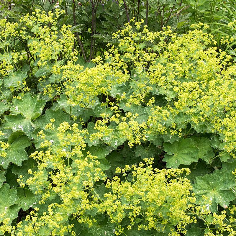 G308 Alchemilla Mollis - View 4 from www redcrocus com