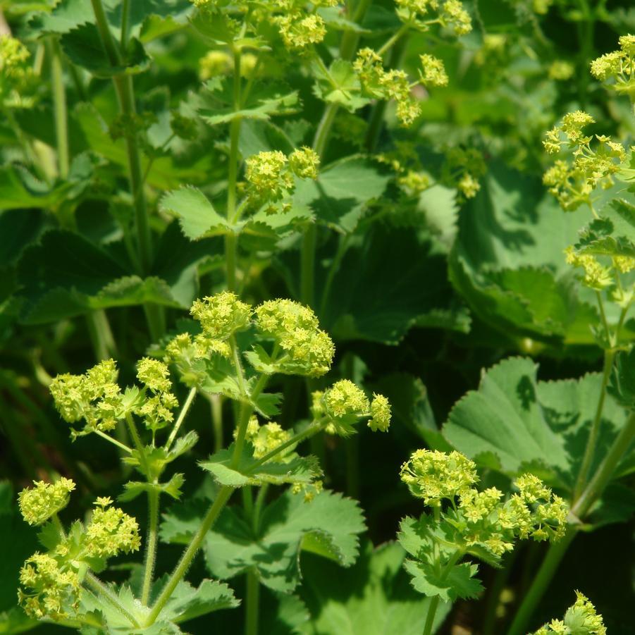 G308 Alchemilla Mollis - View 5 from www redcrocus com