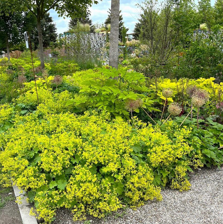 G308 Alchemilla Mollis - View 6 from www redcrocus com