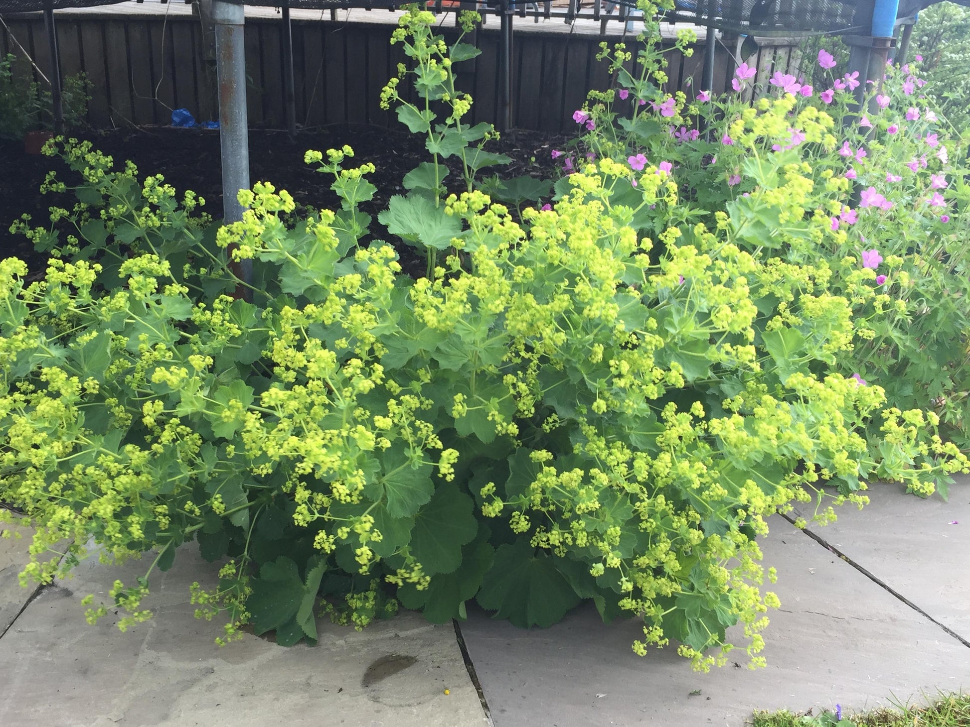 G308 Alchemilla Mollis - View 8 from www redcrocus com