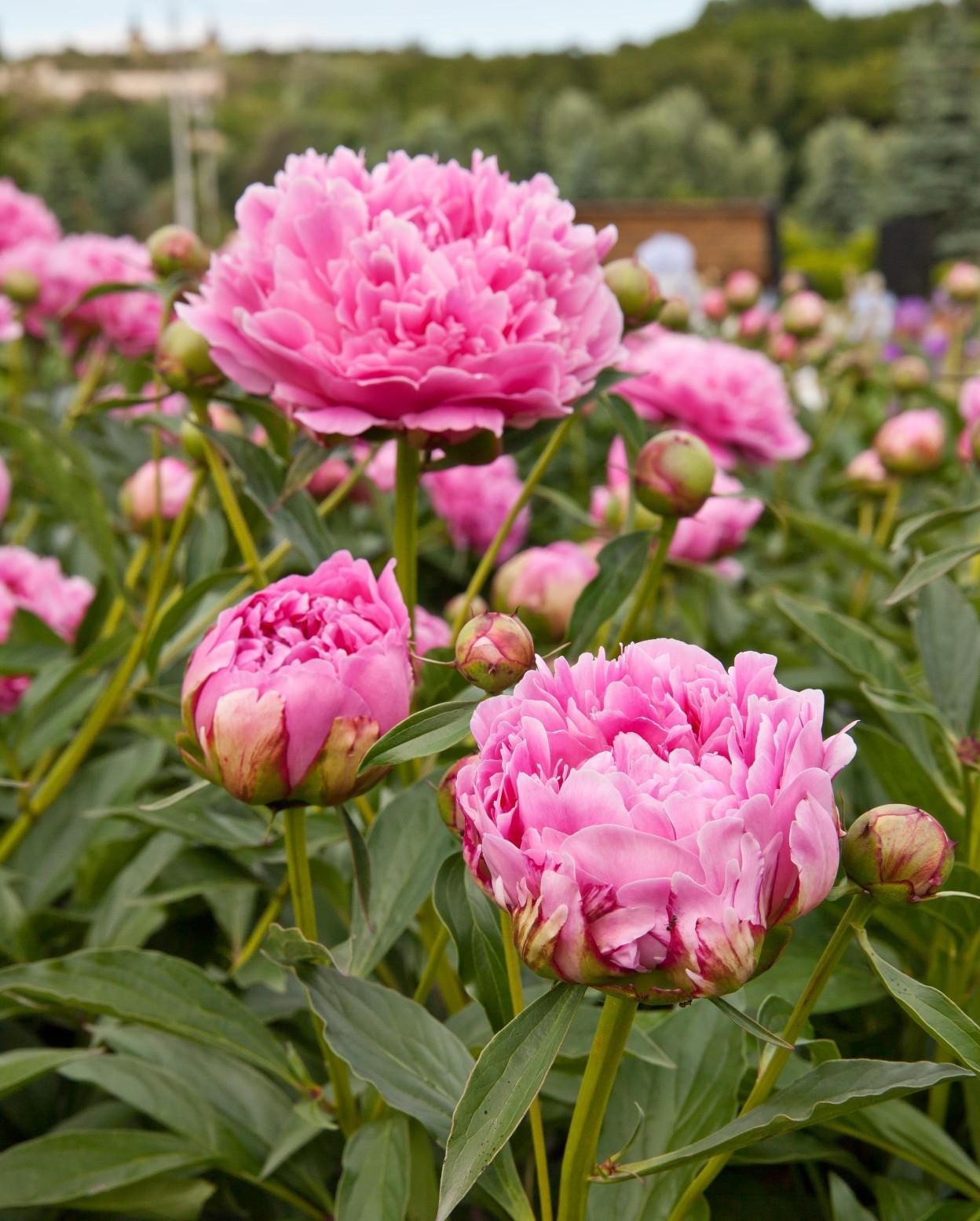 G323 Paeonia X Lactiflora Doctor Alexander Fleming - View 10 from www redcrocus com