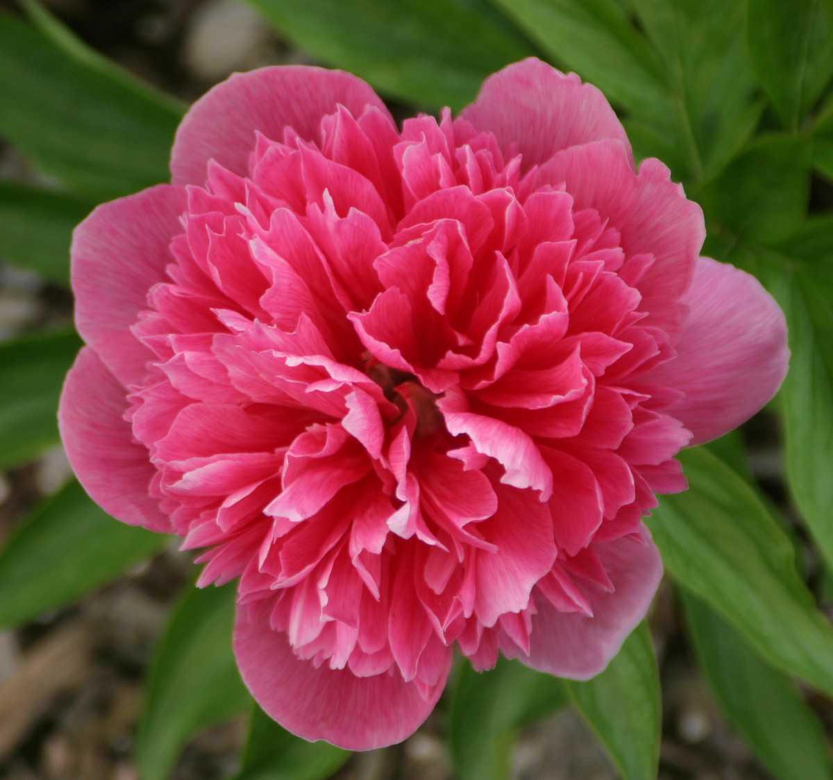 G323 Paeonia X Lactiflora Doctor Alexander Fleming - View 11 from www redcrocus com